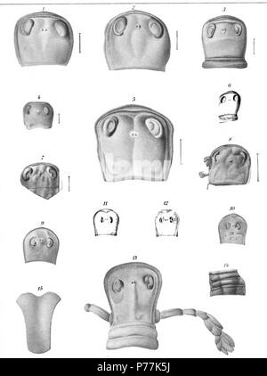 Kiaeropterus Clarkeipterus (Dolichopterus) ou otisius Page Clarke 2701 montrant la carapace d'un large rebord, sillonné les grands yeux composés et les ocelles. × 32 montrant la carapace de la zone visuel les yeux composés et le monticule ocellaires. × 33 carapace légèrement plus petite et deux tergites. Les yeux composés sont déprimés montrant l'épaississement de l'ocular noeud. × 34 Carapace de jeune individu montrant le plus d'importance du monticule ocellaires. × 35 une maturité sans doute bien conservé, carapace, montrant le contour normal, d'une télévision et d'épaississement de la frontière rim, l'aire visuelle en forme de croissant de th Banque D'Images