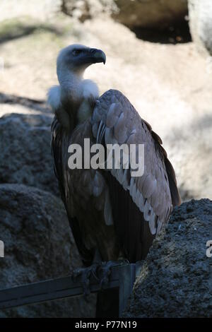 Vautour fauve - Gyps fulvus Banque D'Images