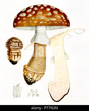 11 - Amanita rubescens Bresadola Banque D'Images