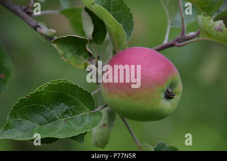 Rose et vert pomme sur branche en libre, transparente vieille pomme variété de Allemagne Banque D'Images