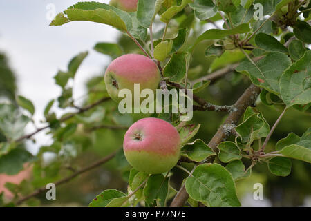 Ancienne variété de pomme transparente de l'Allemagne, les jeunes de couleur rose et vert pomme sur l'arbre Banque D'Images