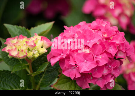 Hortensia rose,l'Hydrangea Banque D'Images