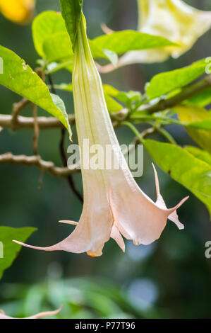 Gros plan sur un arbre une fleur brugmansia dans les jardins d'un hotel à ambosseli park au Kenya Banque D'Images