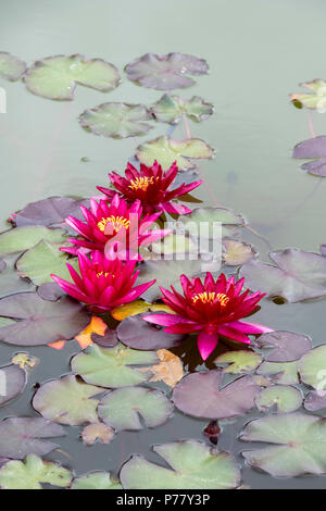 Nymphaea atropurpurea. Fleurs nénuphar dans un étang. UK Banque D'Images