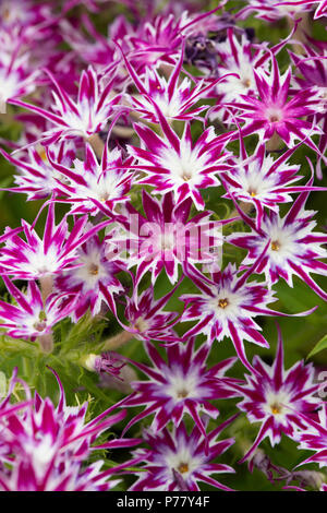 Phlox 'Popstars' œil violet fleurs Banque D'Images