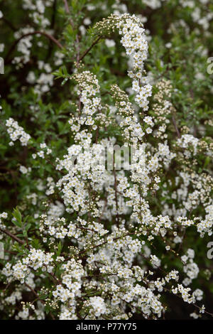 Spiraea x arguta . Garland Spiraea / fleurs couronne nuptiale Banque D'Images