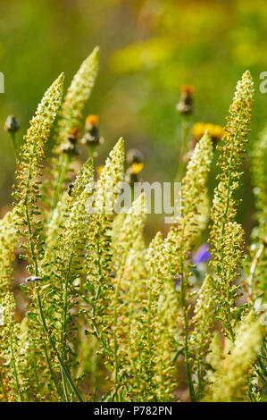 Mignonette jaune (Reseda lutea) fleurs dans un champ en fleurs dans pouvez Marroig (public Parc Naturel de Ses Salines,Formentera,Iles Baléares, Espagne) Banque D'Images