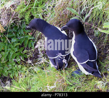 Une paire de petits pingouins (Alca torda) à leur nid sur le basalte falaises près de la RSPB's Phare Ouest Centre d'oiseaux de mer. L'île de Rathlin, Antrim, Northern Banque D'Images