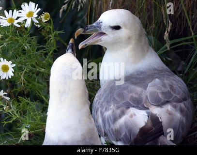 Une paire de fulmar boréal (Fulmarus glacialis) à leur nid sur le basalte falaises près de la RSPB's Phare Ouest Centre d'oiseaux de mer. L'île de Rathlin, d'Antrim, au nord Banque D'Images