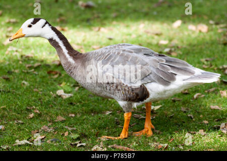 Un canard marche sur l'herbe Banque D'Images