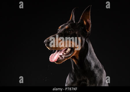 Portrait de dobermann sur fond noir chien. Banque D'Images