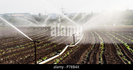 L'arrosage des cultures dans l'ouest de l'Allemagne avec système d'irrigation à l'aide de gicleurs dans un champ cultivé. Banque D'Images