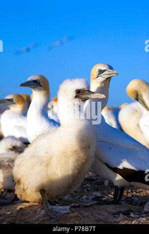 Poussin moelleux dans la colonie de gannet Australasian à Cape Kidnappers, Hawkes Bay, Nouvelle-Zélande Banque D'Images