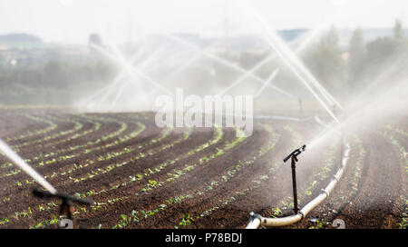 L'arrosage des cultures dans l'ouest de l'Allemagne avec système d'irrigation à l'aide de gicleurs dans un champ cultivé. Banque D'Images