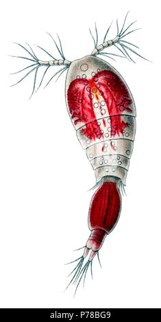 Anglais : Oncaea venusta (Philippi, 1843, Oncaeidae) mâle. Prises à partir de la 56e de la plaque d'Ernst Haeckel Kunstformen der Natur (1904) par Verlag des Instituts Bibliographischen, Leipzig et Vienne. eština : Oncaea venusta (Philippi, 1843), sameek. Vyíznuto z 56. Haeckelovy Kunstformen listu Ernst knihy der Natur (1904) Verlag des instituts, un Bibliographischen Lipsko Víde. 1904 (publication du dessin dans le livre) ; 2008-10-06 (dernière version) ; 2007-01-22 (version plus ancienne) 49 Oncaea venusta Banque D'Images