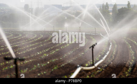 L'arrosage des cultures dans l'ouest de l'Allemagne avec système d'irrigation à l'aide de gicleurs dans un champ cultivé. Banque D'Images