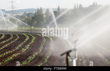 L'arrosage des cultures dans l'ouest de l'Allemagne avec système d'irrigation à l'aide de gicleurs dans un champ cultivé. Banque D'Images