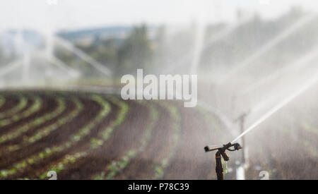 L'arrosage des cultures dans l'ouest de l'Allemagne avec système d'irrigation à l'aide de gicleurs dans un champ cultivé. Banque D'Images