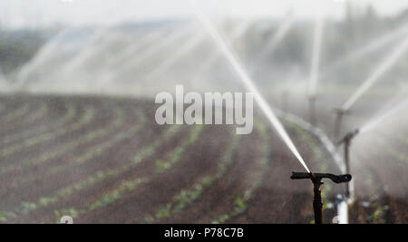 L'arrosage des cultures dans l'ouest de l'Allemagne avec système d'irrigation à l'aide de gicleurs dans un champ cultivé. Banque D'Images