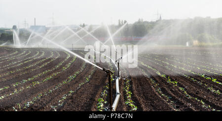 L'arrosage des cultures dans l'ouest de l'Allemagne avec système d'irrigation à l'aide de gicleurs dans un champ cultivé. Banque D'Images