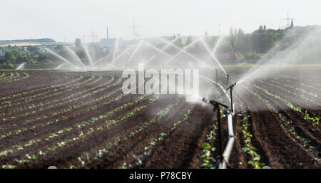 L'arrosage des cultures dans l'ouest de l'Allemagne avec système d'irrigation à l'aide de gicleurs dans un champ cultivé. Banque D'Images