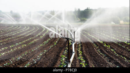 L'arrosage des cultures dans l'ouest de l'Allemagne avec système d'irrigation à l'aide de gicleurs dans un champ cultivé. Banque D'Images