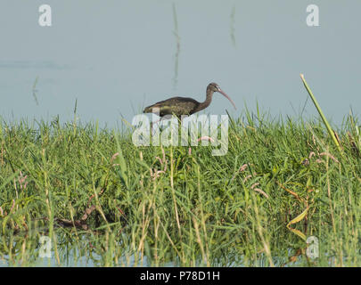 Ibis falcinelle Plegadis falcinellus juvénile d'oiseaux sauvages se tenait sur les bords de la rivière avec de l'herbe des marais de roseaux en premier plan Banque D'Images