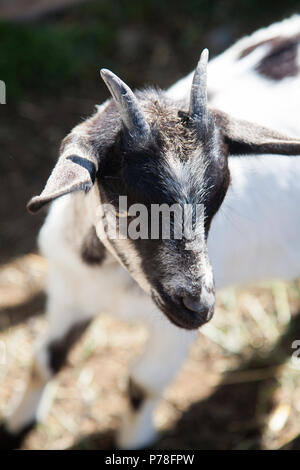 Mignonne petite chèvre en vue d'en haut Banque D'Images