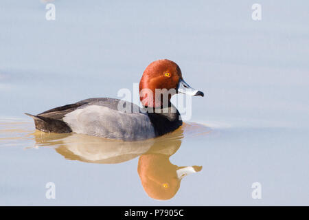 Un mâle canard roux avec réflexion. Banque D'Images