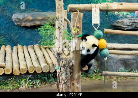 Chiang Mai, Thaïlande, les grands pandas Chuang Chuang et Lin Hui est arrivé au zoo le 12 octobre 2003, sur un prêt de 10 ans. Le contrat a été renouvelé en 201 Banque D'Images