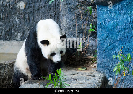 Chiang Mai, Thaïlande, les grands pandas Chuang Chuang et Lin Hui est arrivé au zoo le 12 octobre 2003, sur un prêt de 10 ans. Le contrat a été renouvelé en 201 Banque D'Images