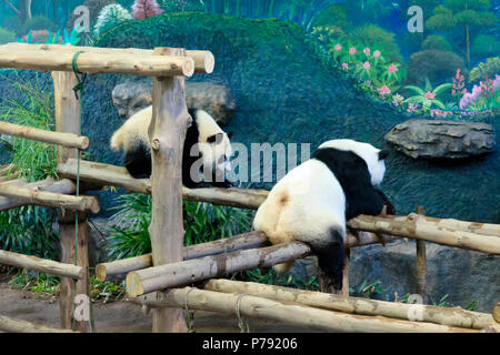 Chiang Mai, Thaïlande, les grands pandas Chuang Chuang et Lin Hui est arrivé au zoo le 12 octobre 2003, sur un prêt de 10 ans. Le contrat a été renouvelé en 201 Banque D'Images