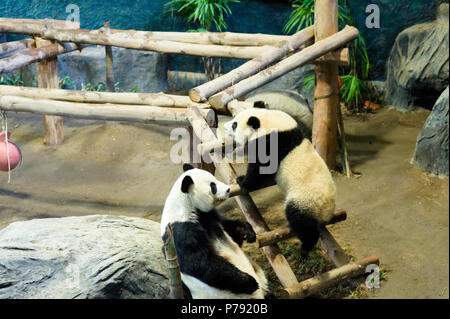 Chiang Mai, Thaïlande, les grands pandas Chuang Chuang et Lin Hui est arrivé au zoo le 12 octobre 2003, sur un prêt de 10 ans. Le contrat a été renouvelé en 201 Banque D'Images