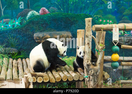 Chiang Mai, Thaïlande, les grands pandas Chuang Chuang et Lin Hui est arrivé au zoo le 12 octobre 2003, sur un prêt de 10 ans. Le contrat a été renouvelé en 201 Banque D'Images