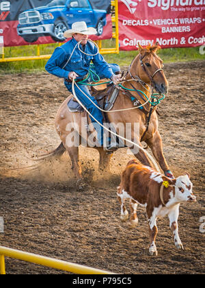 Un cowboy des cordes un veau au lasso d'attache pendant la compétition à l'Airdrie Pro Rodeo. Banque D'Images