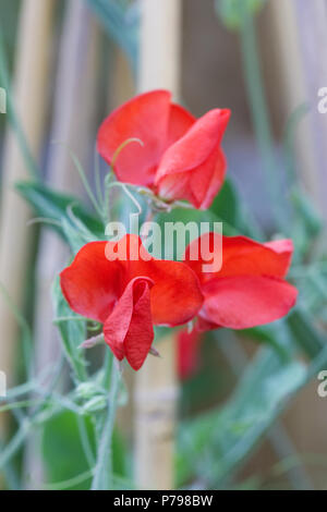 Lathyrus odoratus. Pois de 'Early' mixte Mammouth des fleurs dans le jardin. Banque D'Images