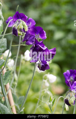 Lathyrus odoratus. Pois de 'Early' mixte Mammouth des fleurs dans le jardin. Banque D'Images
