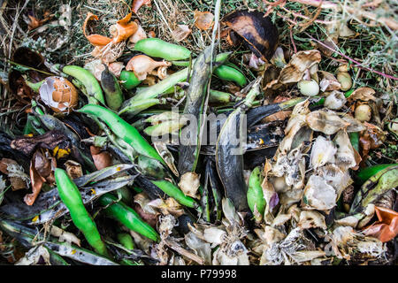 Des couleurs vives dans un tas de compost, montrant des haricots verts, des coquillages, des œufs et des pelures de banane Banque D'Images