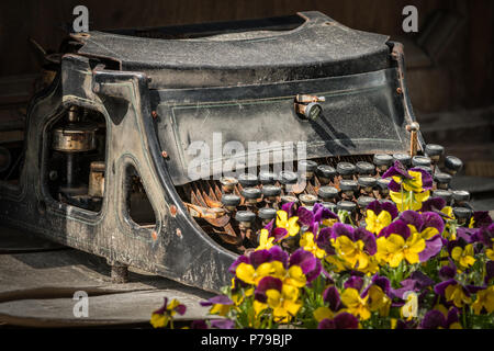 Belles fleurs jaunes en face d'une vieille machine à écrire utilisée comme décoration dans un jardin Banque D'Images