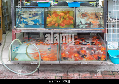 Les poissons rouges dans des réservoirs à Tung Choi Street Hong Kong Banque D'Images