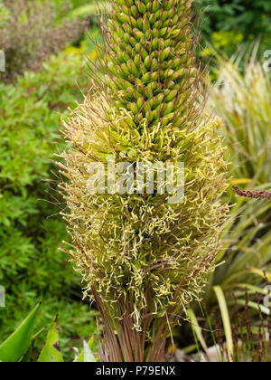 Close up of les fleurs dans l'épi d'Agave mitis var. mitis Banque D'Images