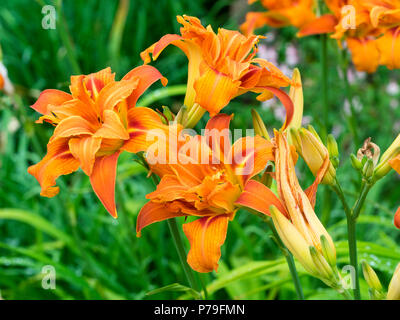 Fleurs orange double de la floraison d'été, l'hémérocalle Hemerocallis fulva 'Kwanso Flore Pleno' Banque D'Images