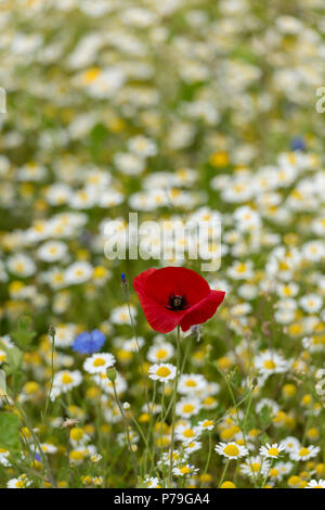 Coquelicot dans un champ de fleurs sauvages, prairie d'été, à l'île de Wight. Banque D'Images