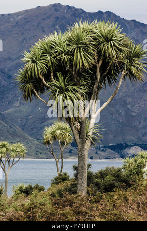 Nouvelle Zélande (Cordyline australis arbres chou) Banque D'Images