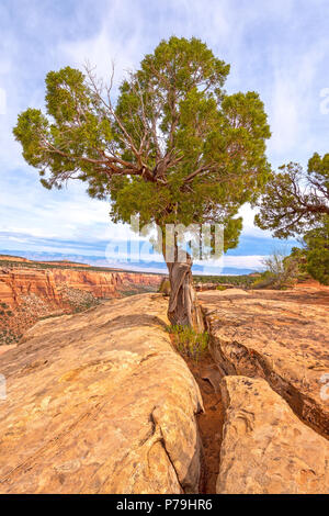 Genévrier de l'Utah, fruit de la roche dans le Colorado National Monument au Colorado Banque D'Images