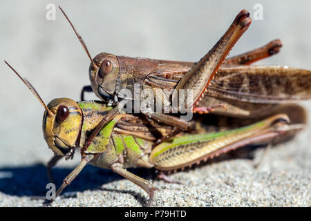 Nouvelle Zélande les sauterelles (Phaulacridium marginale) sur les dunes de sable Banque D'Images