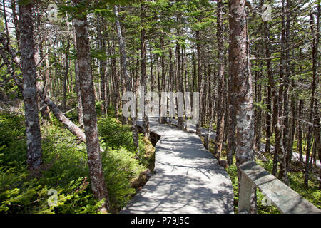 Une belle passerelle en bois est devant vous dans la forêt, calme et paisible. Banque D'Images
