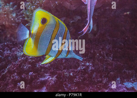 Papillon (Chelmon Rostratus) poisson chelmon à bec avec son long nez picks à coraux sur un récif de corail Banque D'Images