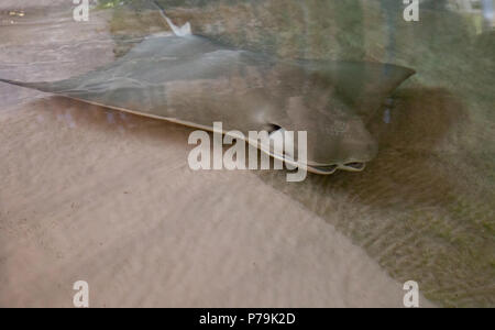 Crownose stingray Rhinoptera bonasus tamise le sable grâce à son embouchure à la recherche de nourriture sur le fond de l'océan. Banque D'Images