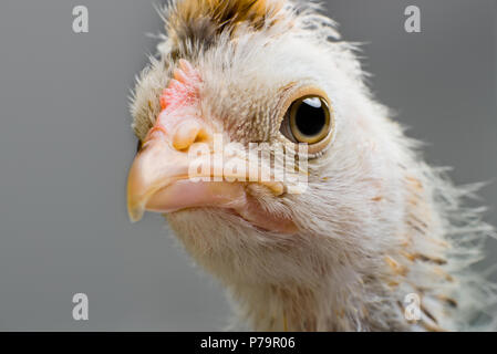 Poussin tête close up, look regard sur l'appareil-photo horizontale, Banque D'Images